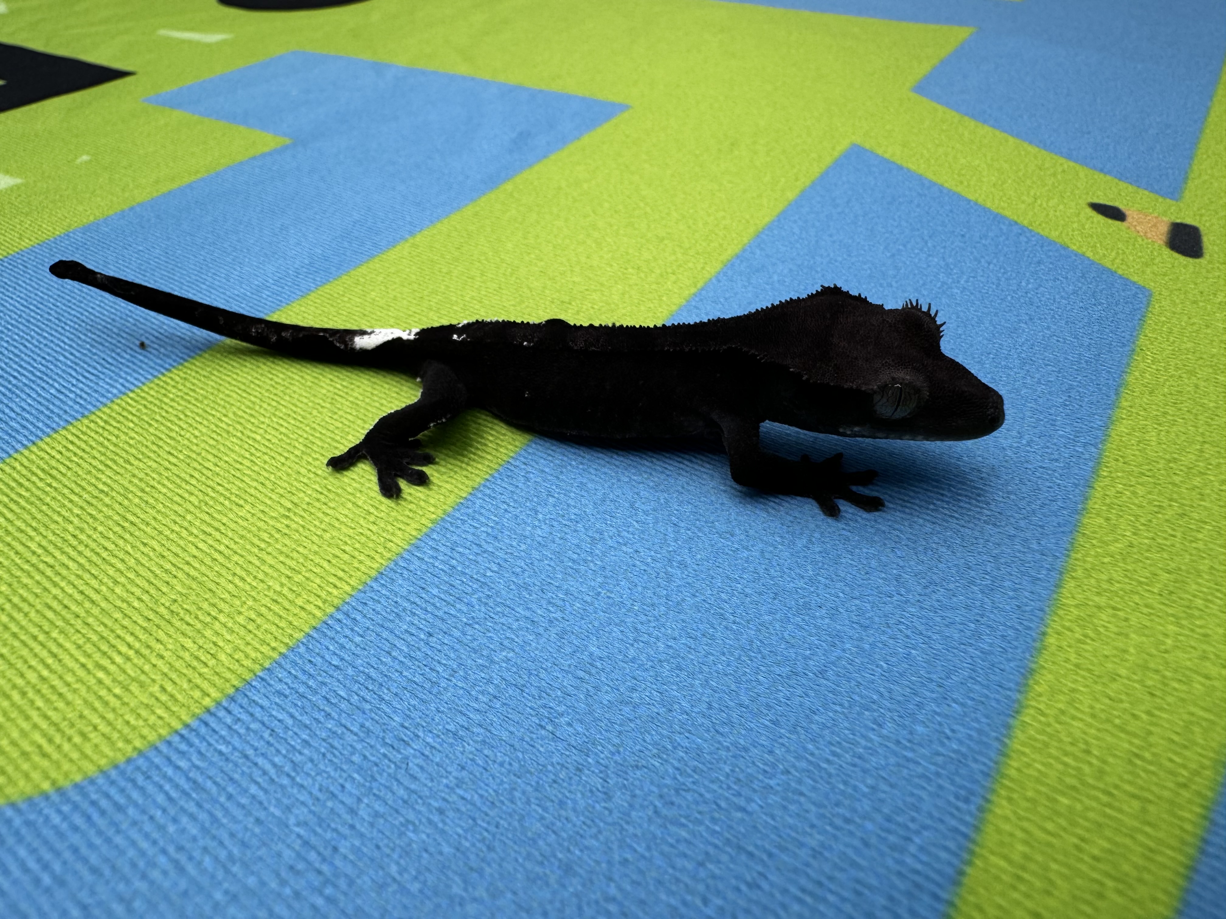 Axanthic